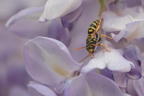 Polistes sp.